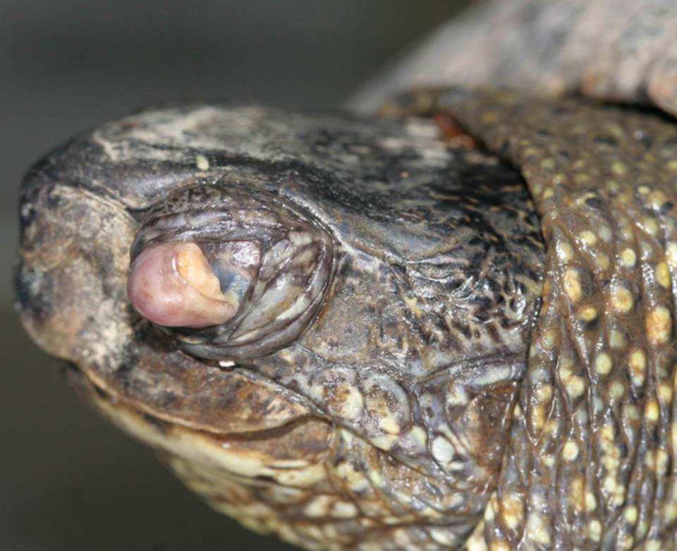 Enfermedades más comunes en las tortugas Enfermedades más comunes en las tortugas