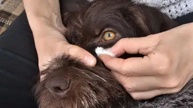 Higiene de los ojos de los perros Higiene de los ojos de los perros