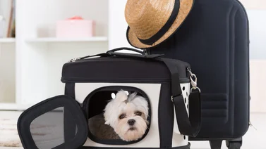 Ventajas y desventajas de los bolsos para perros