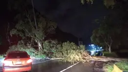 Árbol cae en plena vía y obstruye la entrada hacia Caricuao