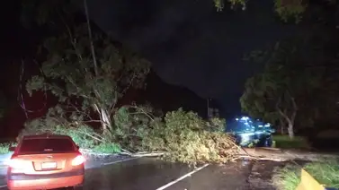 Árbol cae en plena vía y obstruye la entrada hacia Caricuao Árbol cae en plena vía y obstruye la entrada hacia Caricuao