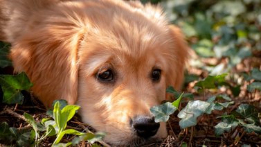 Parásitos frecuentes en los perros