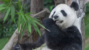 Evolución de los pandas para comer bambú, data de hace seis millones de años