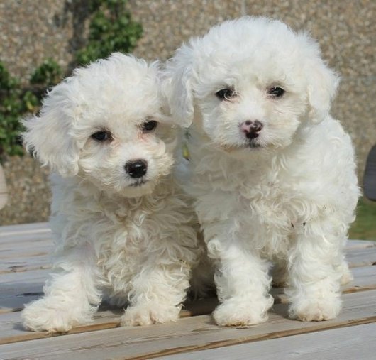 Conoce las características del poodle mini toy Conoce las características del poodle mini toy