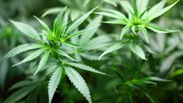 Festival de cine rompe paradigmas del cannabis en México