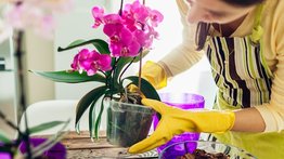 Cómo cuidar y limpiar las hojas de las orquídeas