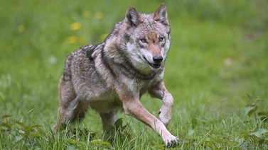 ¡Asombroso! Los perros descienden de dos poblaciones de lobos