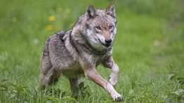 ¡Asombroso! Los perros descienden de dos poblaciones de lobos