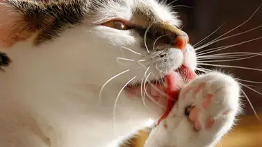 Entérate por qué el felino tiene la lengua rasposa Entérate por qué el felino tiene la lengua rasposa