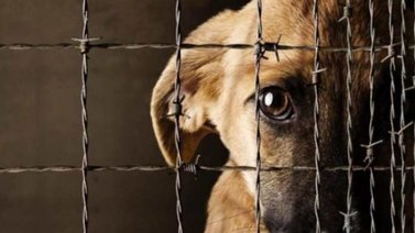 Fundaciones, veterinarios y cuerpos policiales contra el maltrato animal