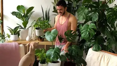 Plantas tóxicas que quizás tengas en casa Plantas tóxicas que quizás tengas en casa