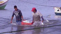 Ministerio Público anuncia veda de especies marinas venezolanas