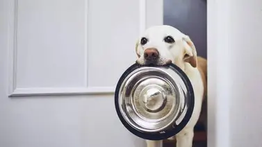 Importancia del aseo de los platos de comida Importancia del aseo de los platos de comida