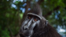 Macaco negro crestado: un primate en peligro de extinción