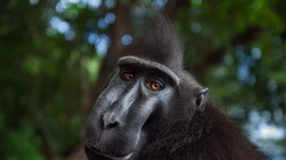 Macaco negro crestado: un primate en peligro de extinción
