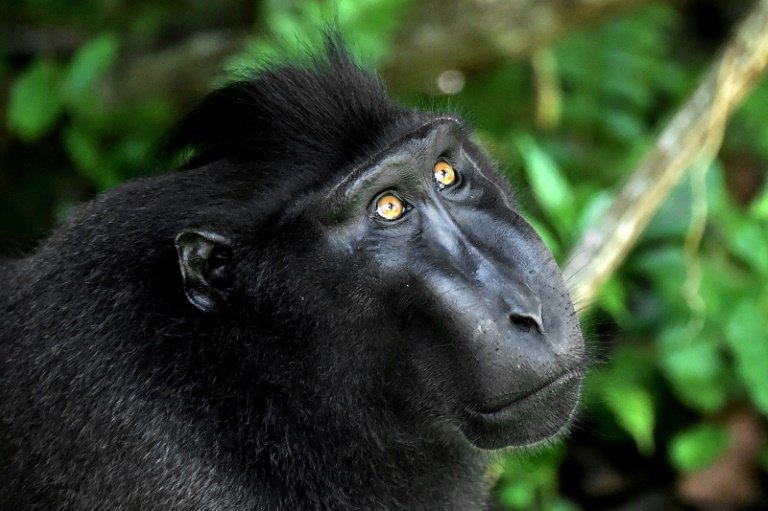 Macaco negro crestado: un primate en peligro de extinción Macaco negro crestado: un primate en peligro de extinción