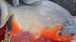 Ministerio Público prohíbe pesca de Cachama hasta el 30 de julio