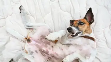 ¿Sabes qué causa los lunares en los perros? ¿Sabes qué causa los lunares en los perros?