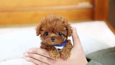 Cuatro razas de perros ideales para hogares pequeños
