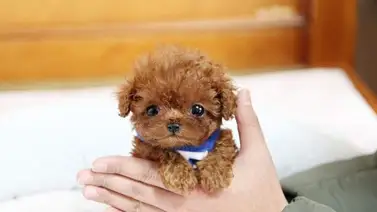 Cuatro razas de perros ideales para hogares pequeños Cuatro razas de perros ideales para hogares pequeños