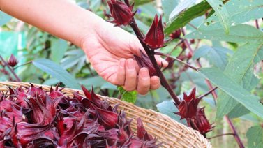 Cómo cultivar en casa la flor de Jamaica