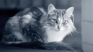 Identifican 7 rasgos que definen el carácter de los gatos Identifican 7 rasgos que definen el carácter de los gatos