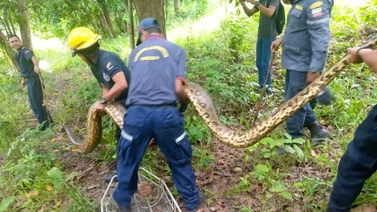 Rescatan anaconda de cinco metros en un canal de riego en Barinas