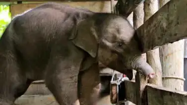 Elefante en India mató a septuagenaria y en el funeral pisó su cadáver Elefante en India mató a septuagenaria y en el funeral pisó su cadáver