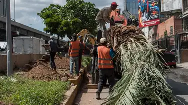 Ejecutivo Nacional ordena investigar tala de árboles en Lara Ejecutivo Nacional ordena investigar tala de árboles en Lara