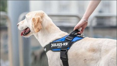 Ventajas y desventajas del arnés para perros