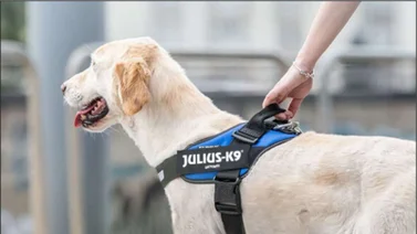 Ventajas y desventajas del arnés para perros