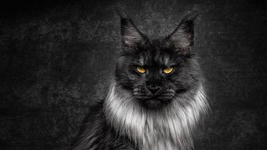 Maine Coon: humo negro el más grande de su raza