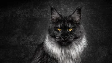Maine Coon: humo negro el más grande de su raza