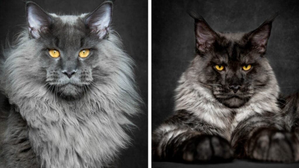 Maine Coon: humo negro el más grande de su raza Maine Coon: humo negro el más grande de su raza