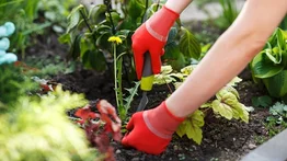 Qué hacer y cómo identificar la mala hierba del jardín