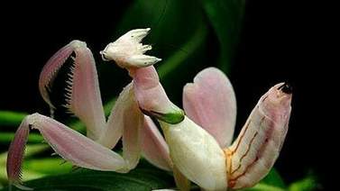 Mantis orquídea: la reina del camuflaje