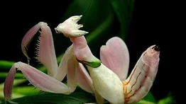 Mantis orquídea: la reina del camuflaje