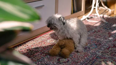 El acto de la masturbación canina