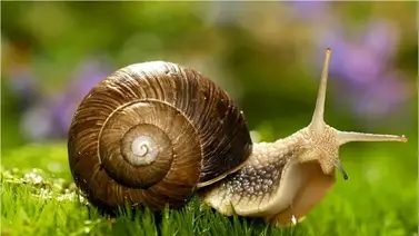 ¿Qué comen los caracoles de tierra? ¿Qué comen los caracoles de tierra?