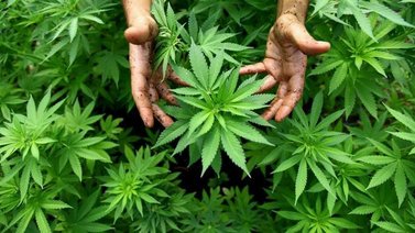 Tailandia legaliza cultivo y posesión de cannabis