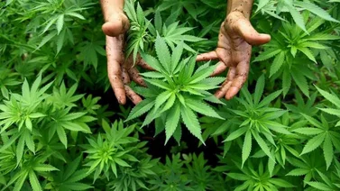 Tailandia legaliza cultivo y posesión de cannabis