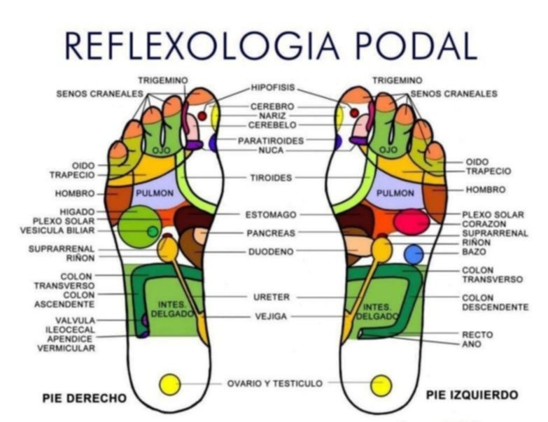 Reflexología podal: qué beneficios ofrece al organismo Reflexología podal: qué beneficios ofrece al organismo