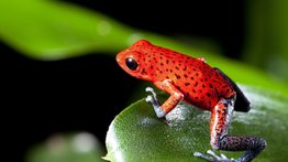 Qué significan los colores llamativos de las ranas