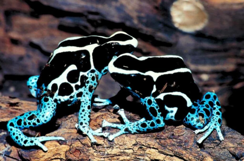 Qué significan los colores llamativos de las ranas Qué significan los colores llamativos de las ranas