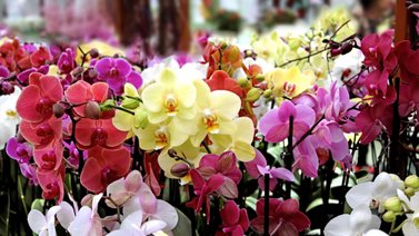 Qué representan las orquídeas según su color