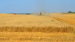 Ucrania hace negociaciones de venta de trigo con Turquía