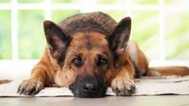 Señales que indican que tu perro tiene parásitos Señales que indican que tu perro tiene parásitos