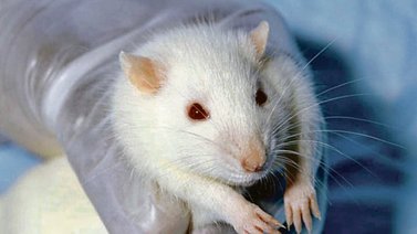 Científicos de Harvard revierten el envejecimiento en ratones ¡Planean hacerlo en humanos!
