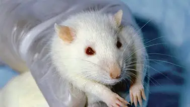 Científicos de Harvard revierten el envejecimiento en ratones ¡Planean hacerlo en humanos! Científicos de Harvard revierten el envejecimiento en ratones ¡Planean hacerlo en humanos!