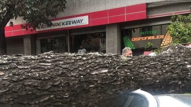 Desplome de un árbol deja varios heridos y vehículos dañados en Quinta Crespo
